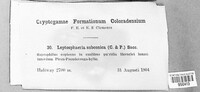Leptosphaeria subconica image